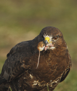 Bussard